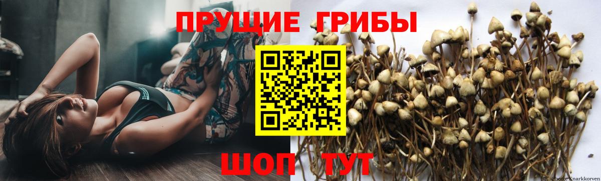 Галлюциногенные грибы Cubensis  Галлюциногенные грибы Magic Shrooms  Вход с VPN  Вологда 