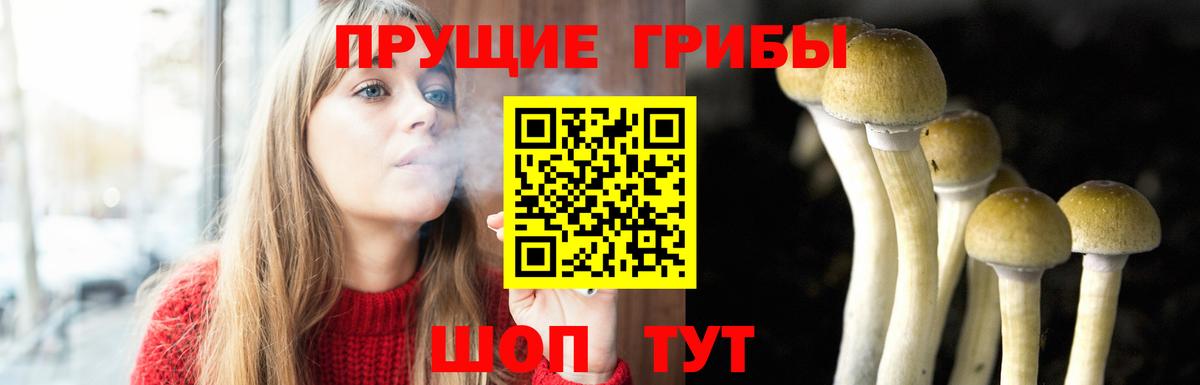 Псилоцибиновые грибы Psilocybe Вологда